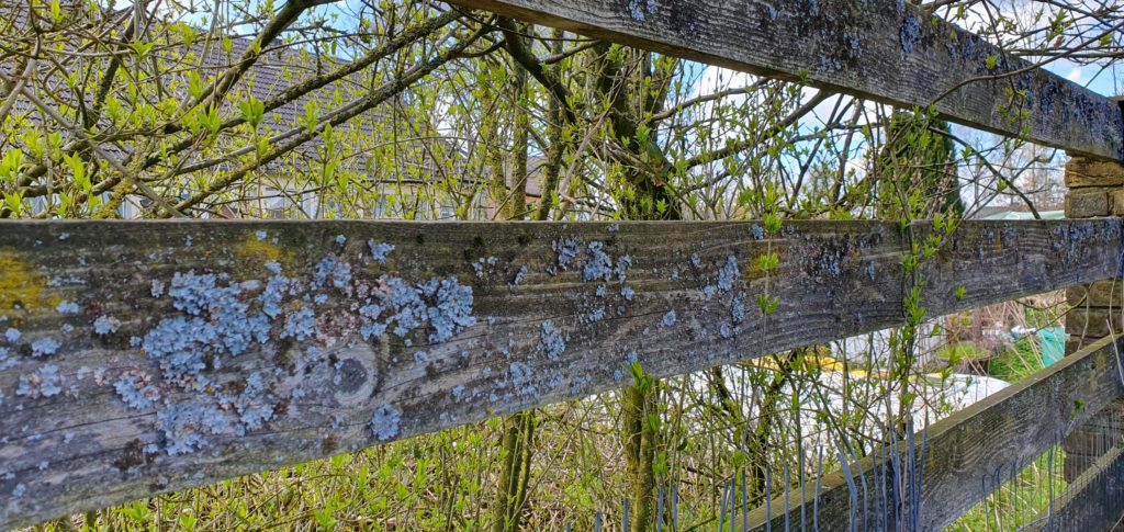 Holzgartenzaun aus Douglasie Holzgartenzaun aus Douglasie