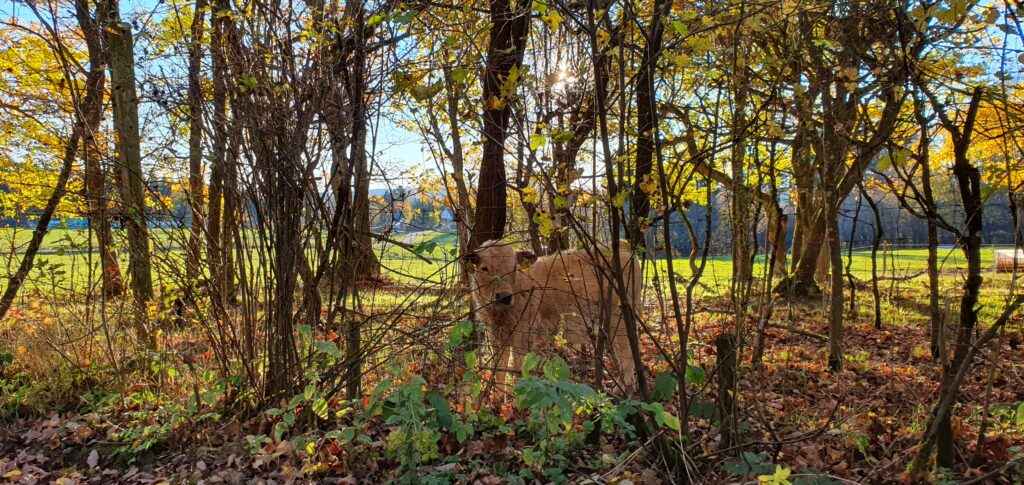 Kalb hinter dem Wildzaun Kalb hinter dem Wildzaun