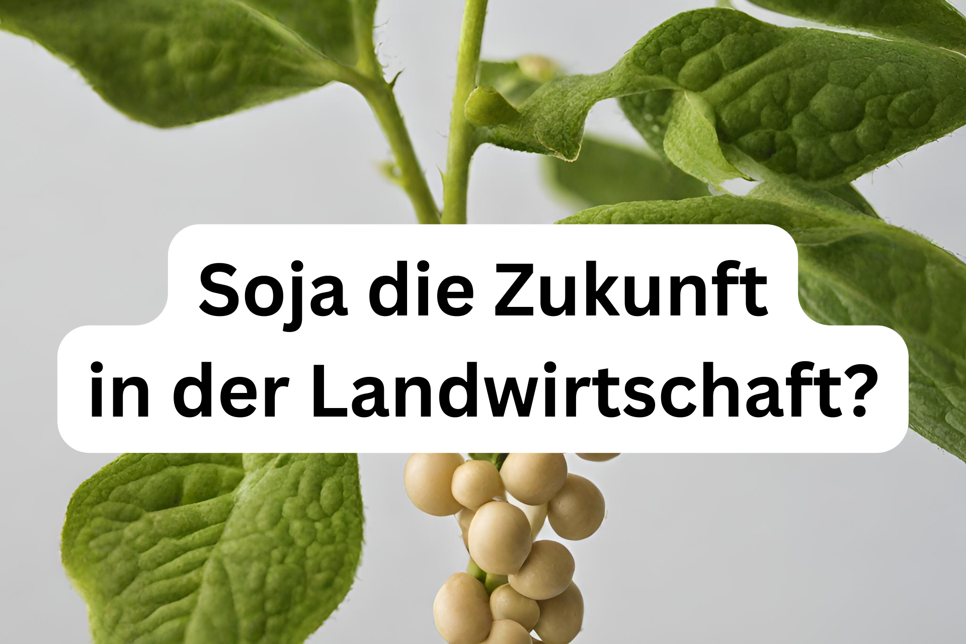 Soja die Zukunft in der Deutschen Landwirtschaft, Bauern